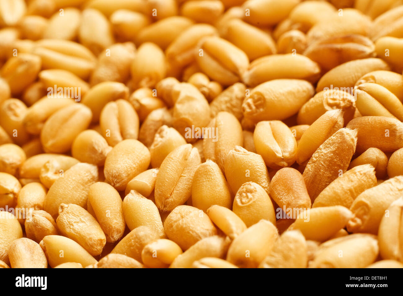 Wheat grains as agricultural background. Wheat grains texture Stock