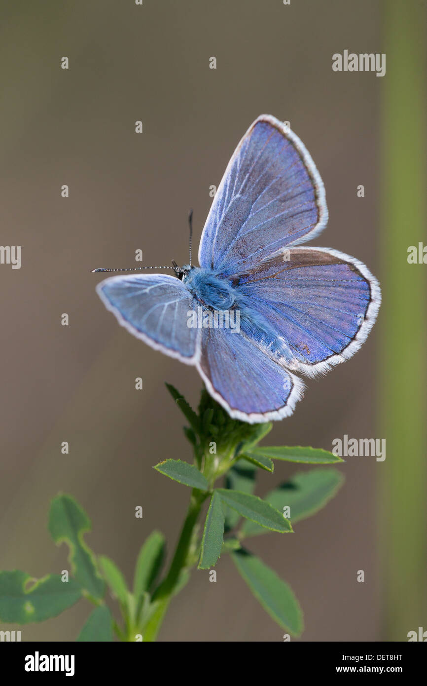 A male Escher's Blue butterfly (Polyommatus escheri) basking in early ...