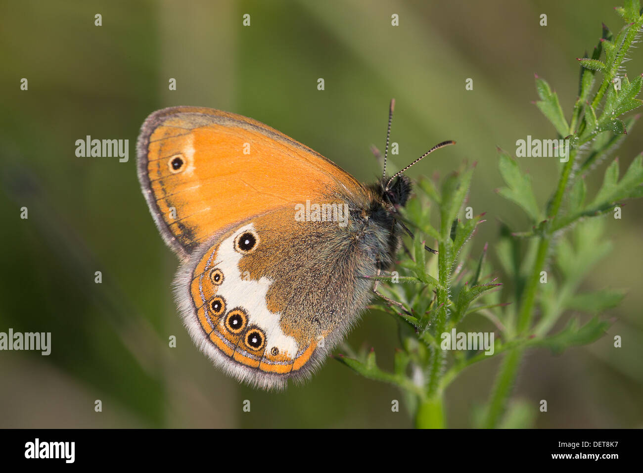 A Darwin's Heath (Coenonympha darwiniana) resting on foliage on the Col des Fillys in the French Alps Stock Photo