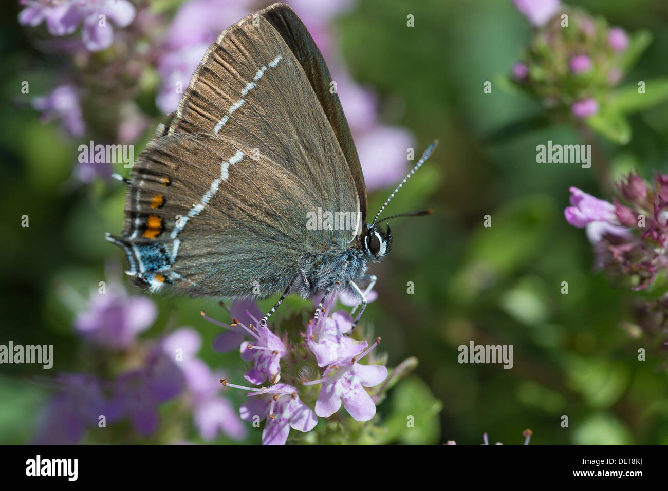A Blue-spot Hairstreak butterfly (Satyrium spini) nectaring in early morning sun near Lac de Serre Ponçon in the French Alps Stock Photo