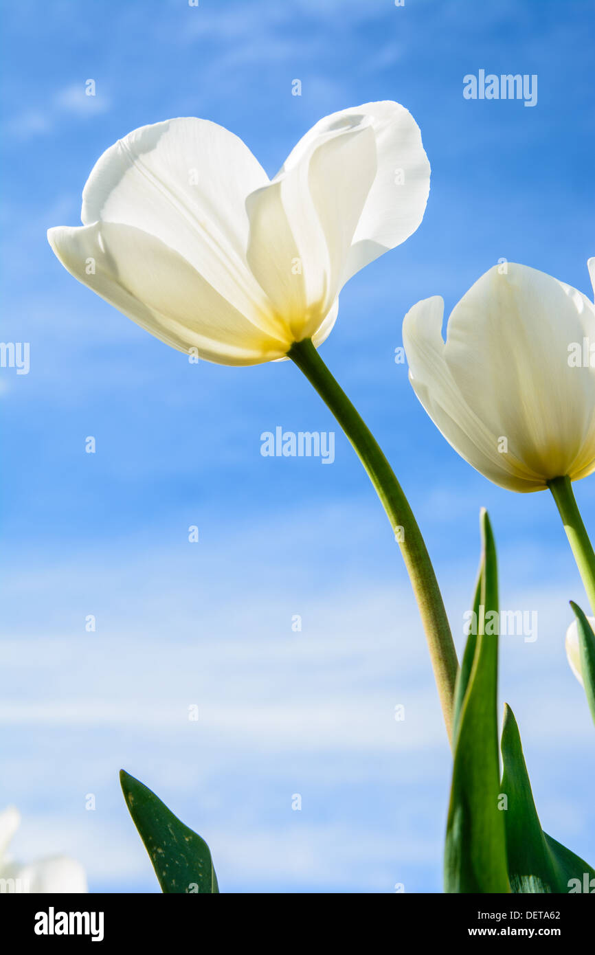 Gorgeous tulip, ideal for background and other purposes Stock Photo