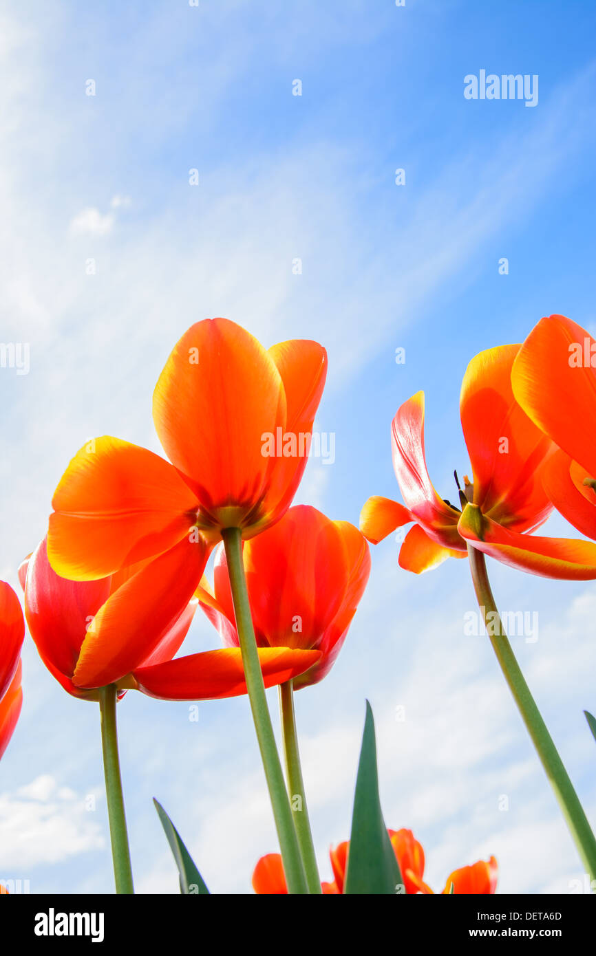 red tulip in the tulip farm on the sunny day with the beautiful blue sky. Stock Photo