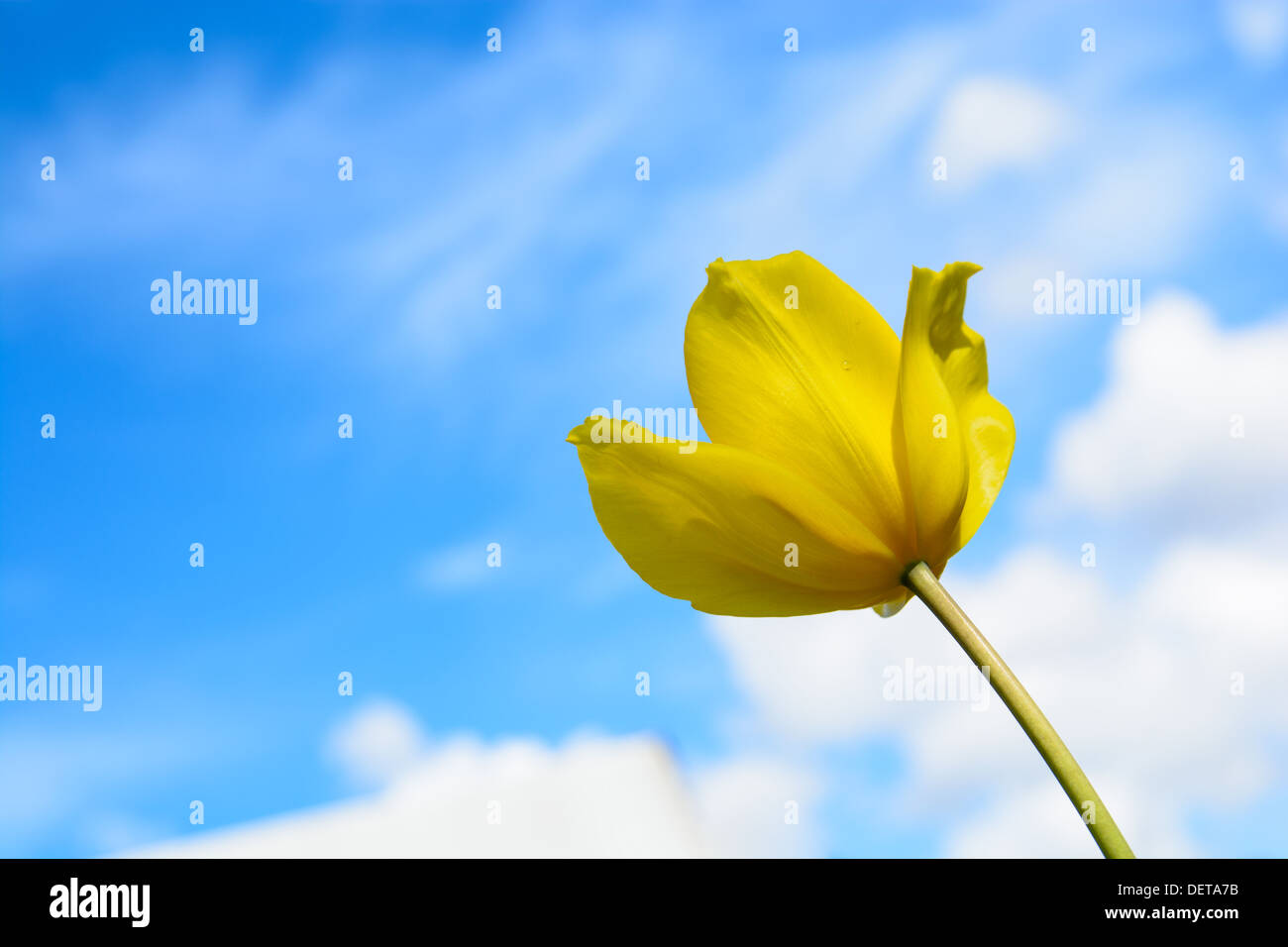 The gorgeous yellow tulip under the blue sky on a sunny day. Stock Photo