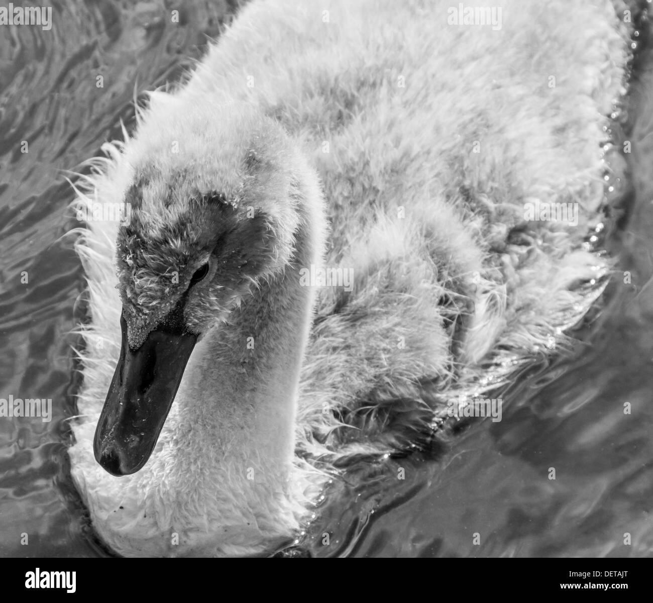 Black and white study of a Stock Photo Alamy