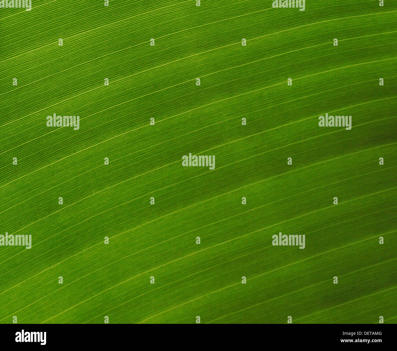 Banana leaf ridges hi-res stock photography and images - Alamy