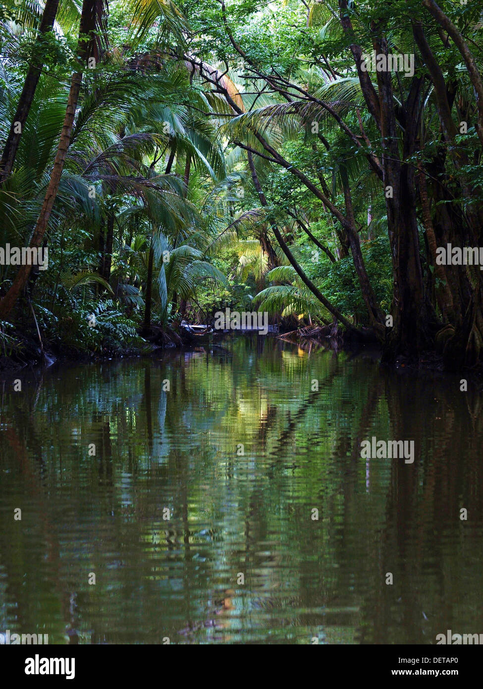 Lush tropical trees reflected in the Indian River in Portsmouth, Dominica. Stock Photo