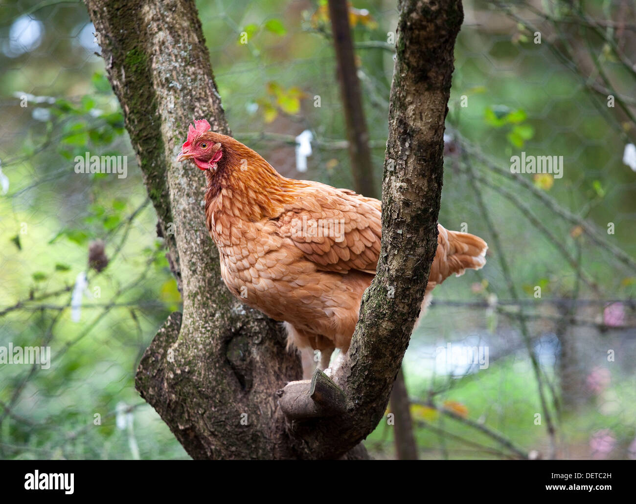 A brown hen perched in the fork of a tree within a chook pen. Stock Photo