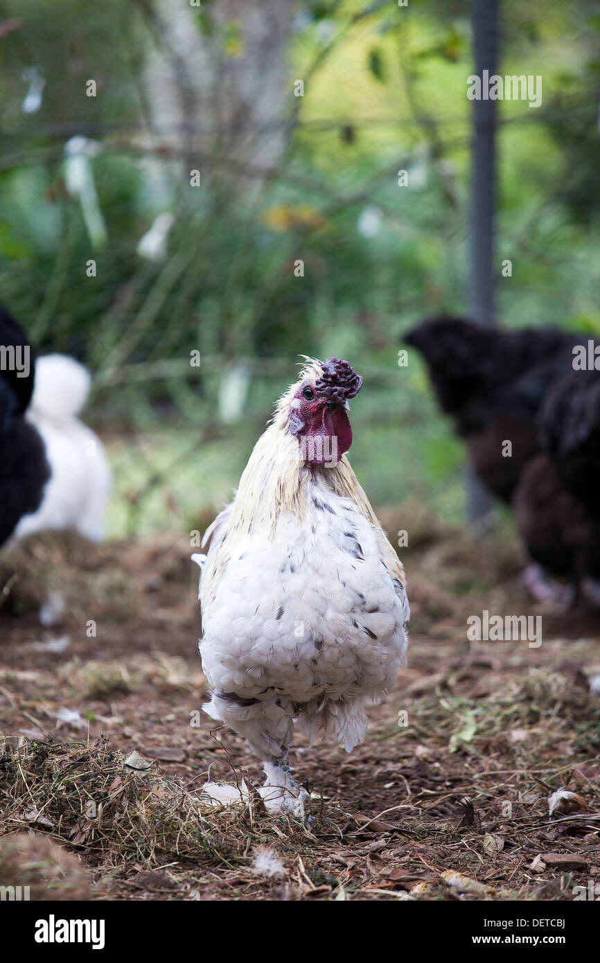 A white speckled hen strutting around a chook pen. Stock Photo