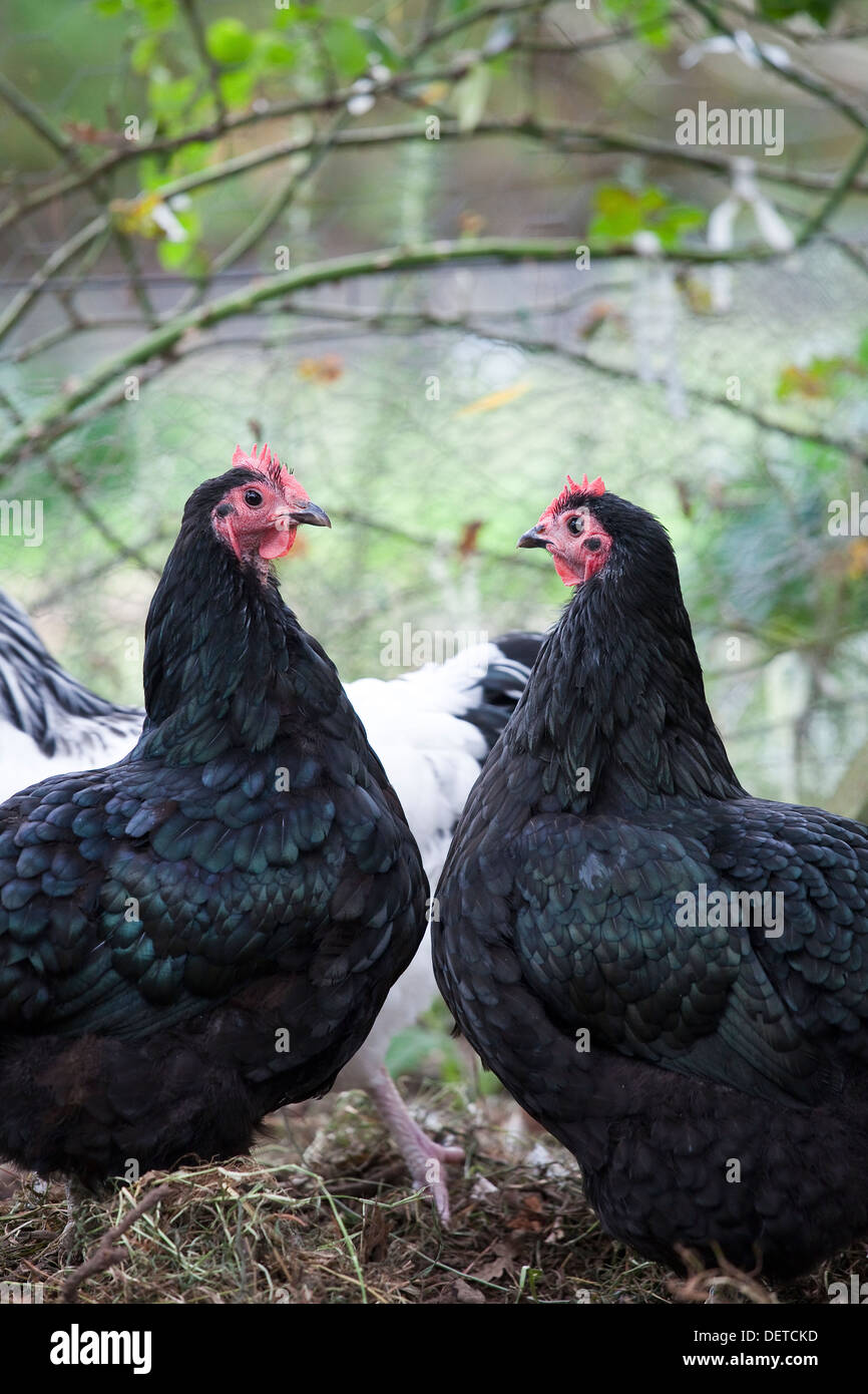 Two black hens facing each other in a chook pen. Stock Photo