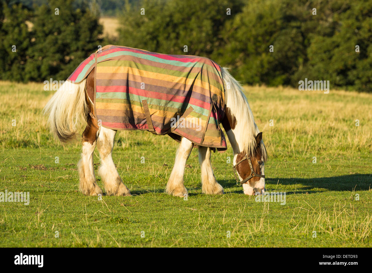 Horse Wearing Colourful Coat As Protection For Autumnal British Weather horse-wearing-colourful-coat-as-protection-for-autumnal-british-weather