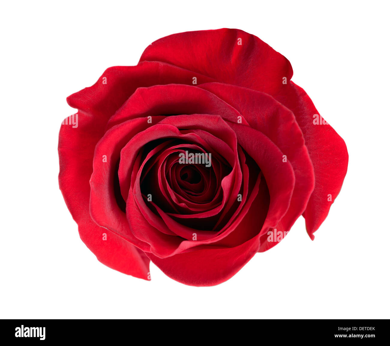 Red rose isolated on white Cut Out Stock Images & Pictures - Alamy