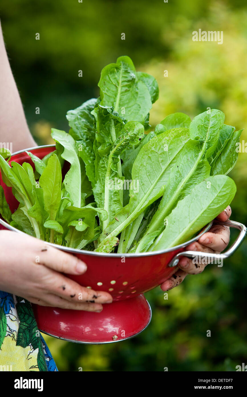 A girl's hands holding a red colander full of home-grown cos lettuce leaves. Stock Photo