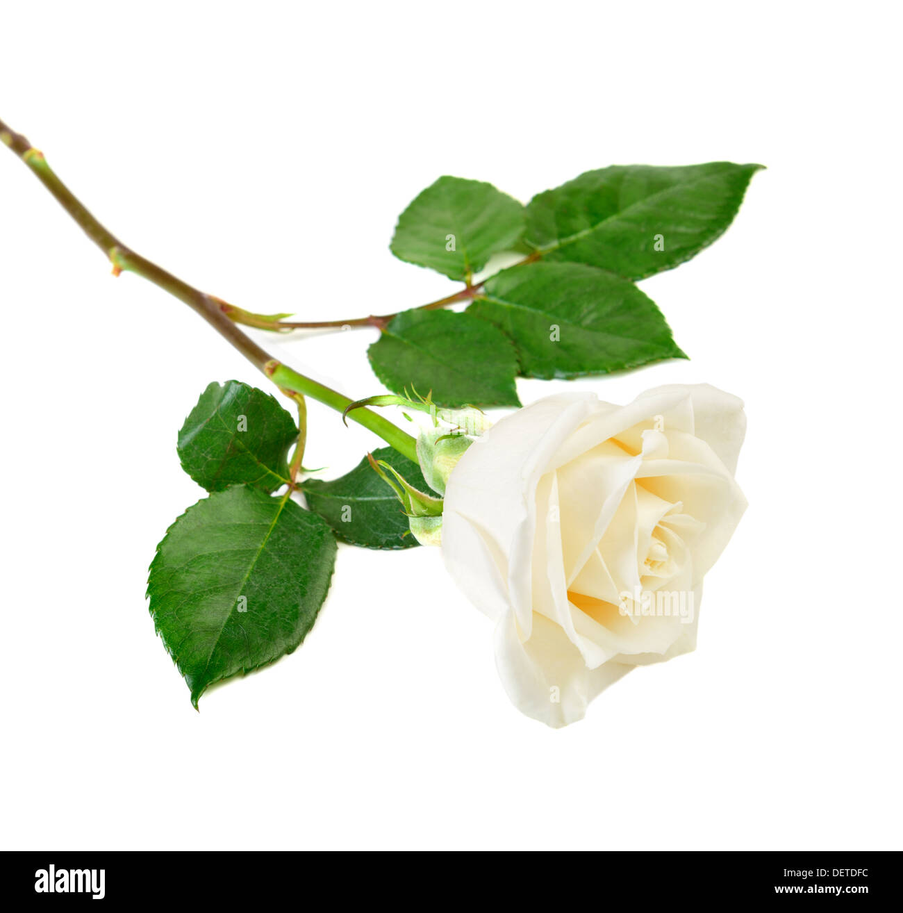 Single white rose with leaves isolated Stock Photo