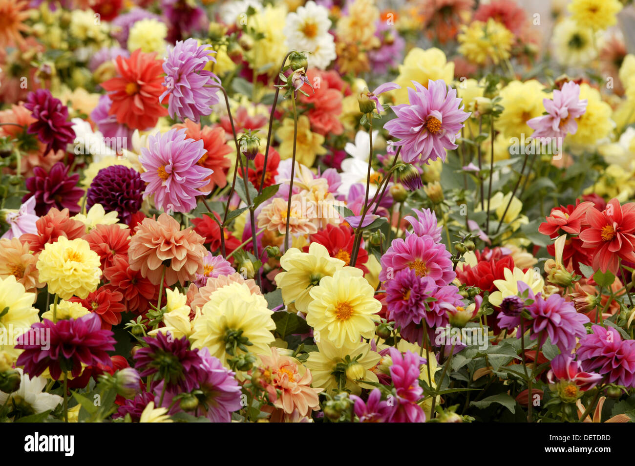 A patch of variously coloured dahlia flowers. Stock Photo