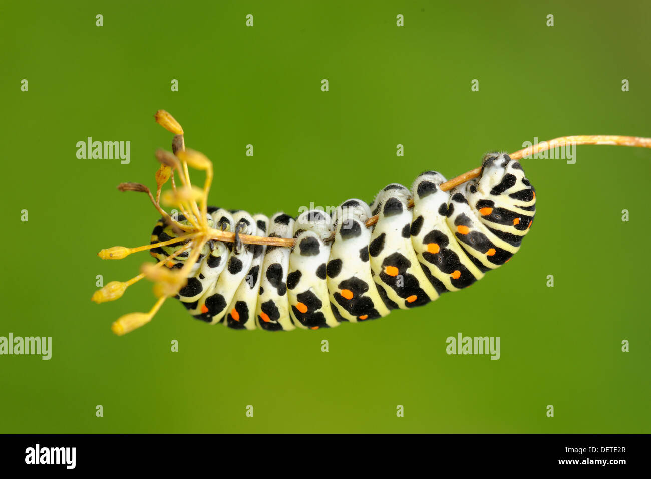 European Swallowtail caterpillar Stock Photo Alamy