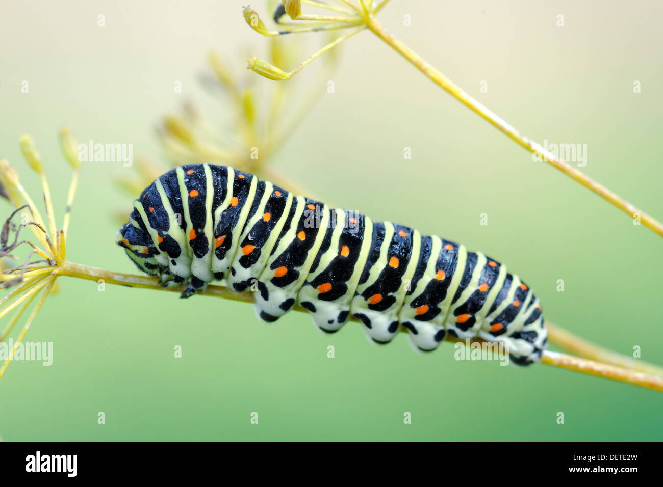 European Swallowtail caterpillar Stock Photo Alamy