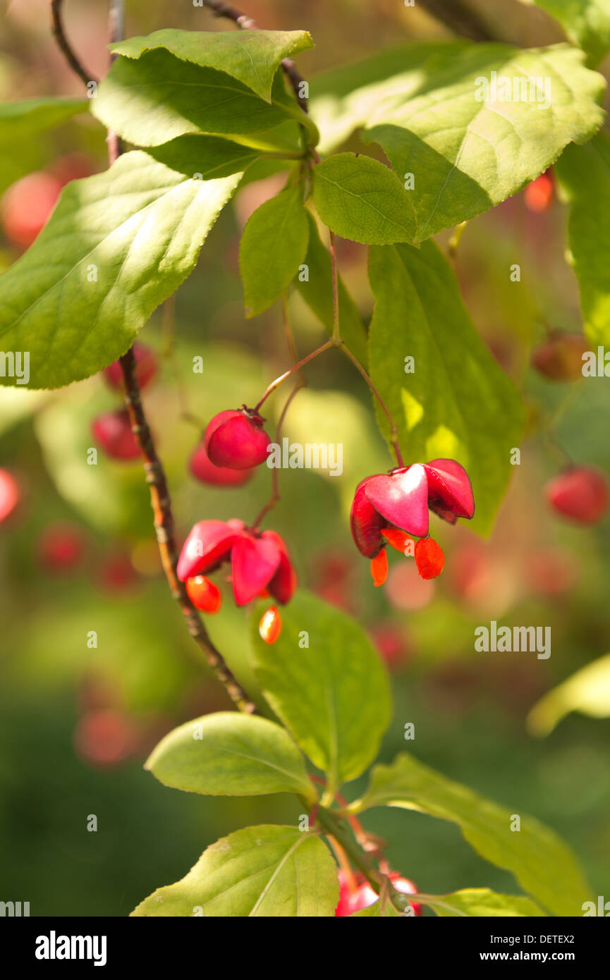 Spindle tree with capsular hanging fruit berry in early Autumn Stock Photo
