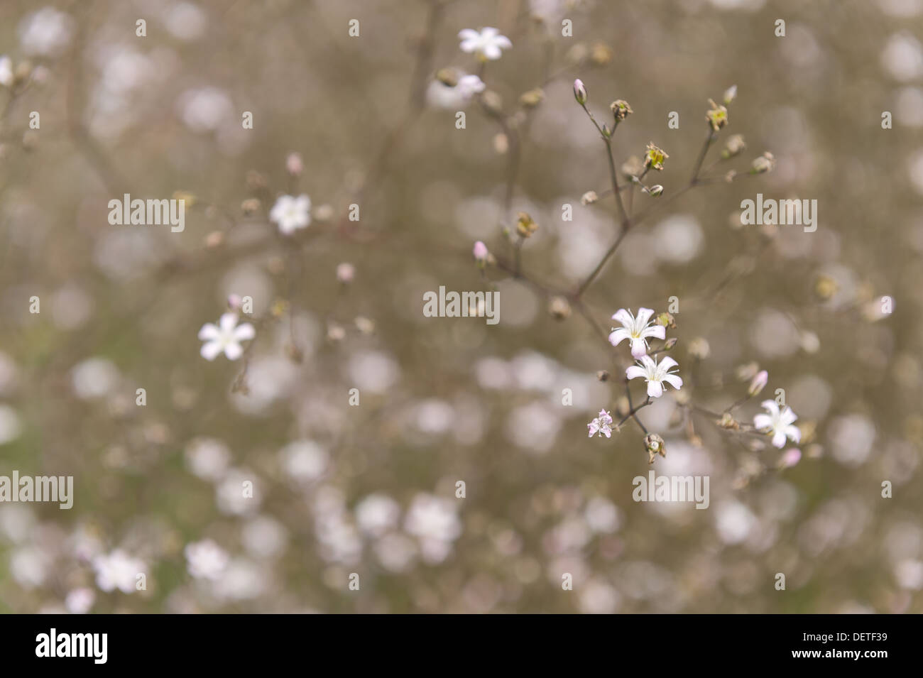Mist of small gypsophilia flowers dispersed throughout a massive clump of flowering bloom garden bride Stock Photo