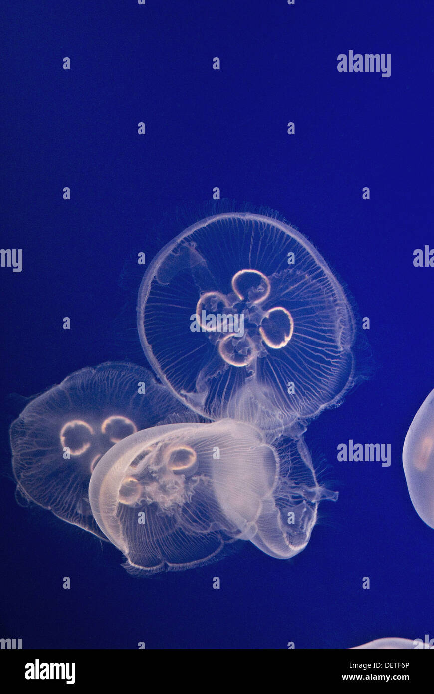 White Jellyfish with backlight Stock Photo