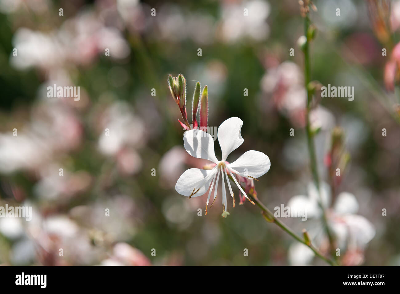 Starry flowers of Gaura lindheimeri with long anthers on summer day Stock Photo