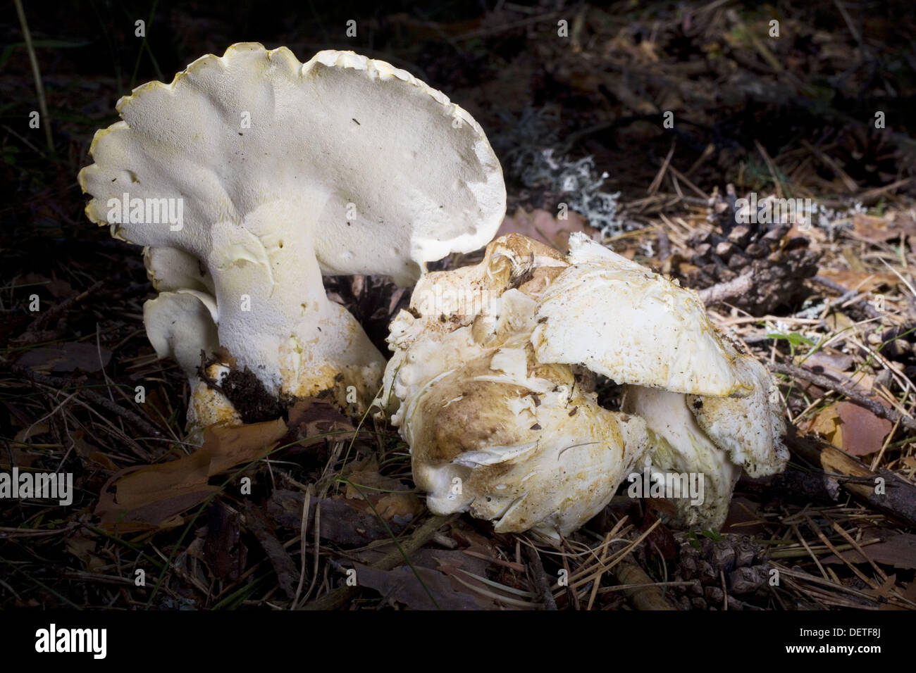 Mushrooms ( Albatrellus subrubescens ). Spain Stock Photo Alamy