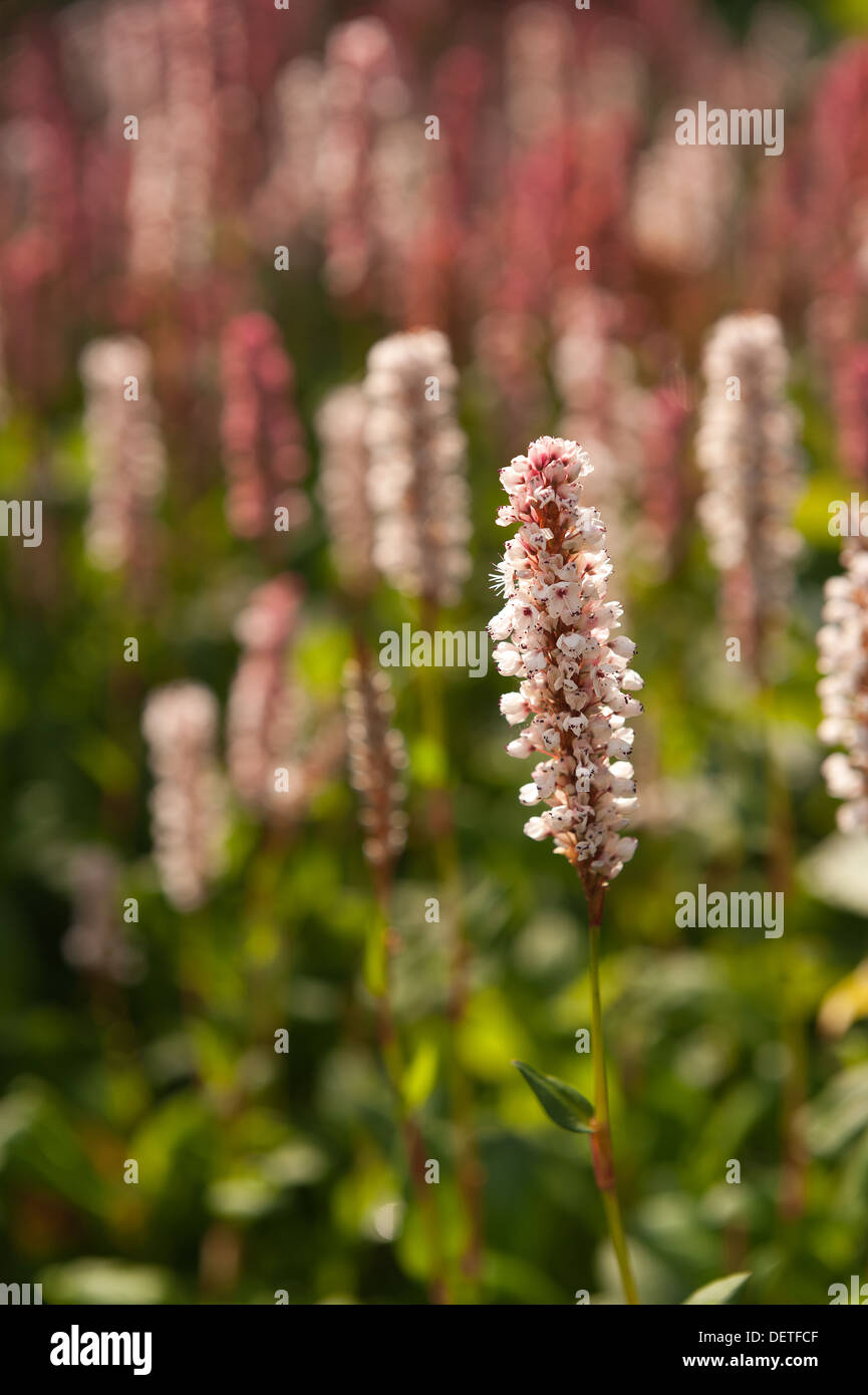 Pink red  white blooms of Persicaria Affinis fleece flower Himalayan Knotweed contrast with green leaves Stock Photo