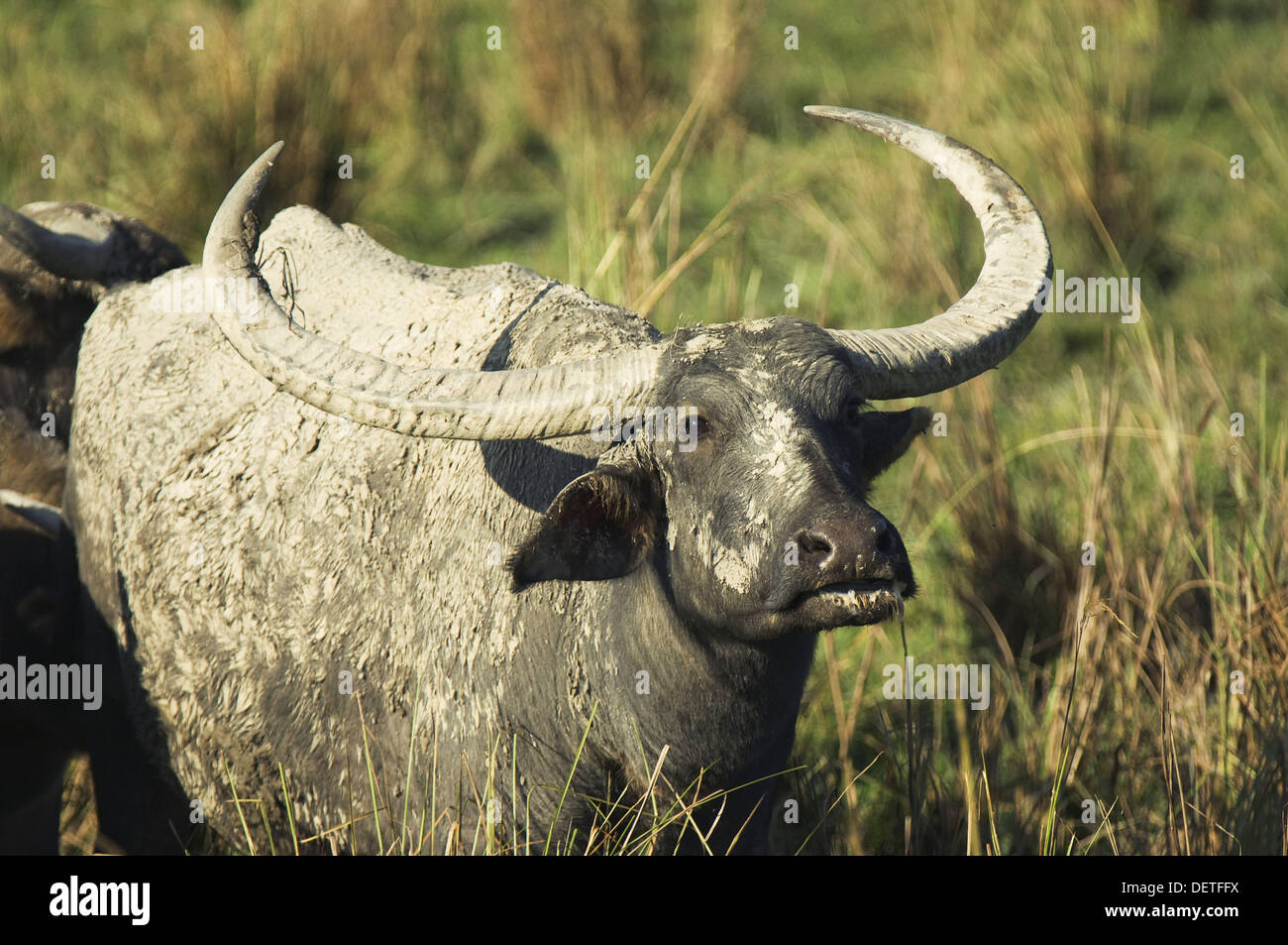 Wild Asian Water Buffalo, Endangered specie, Bubalus arnee, Kaziranga National Park, Assam, India Stock Photo