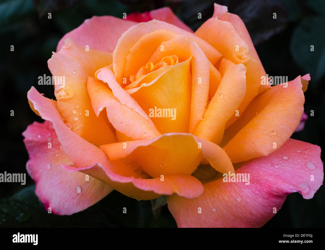 Colorful beauty hi-res stock photography and images - Alamy