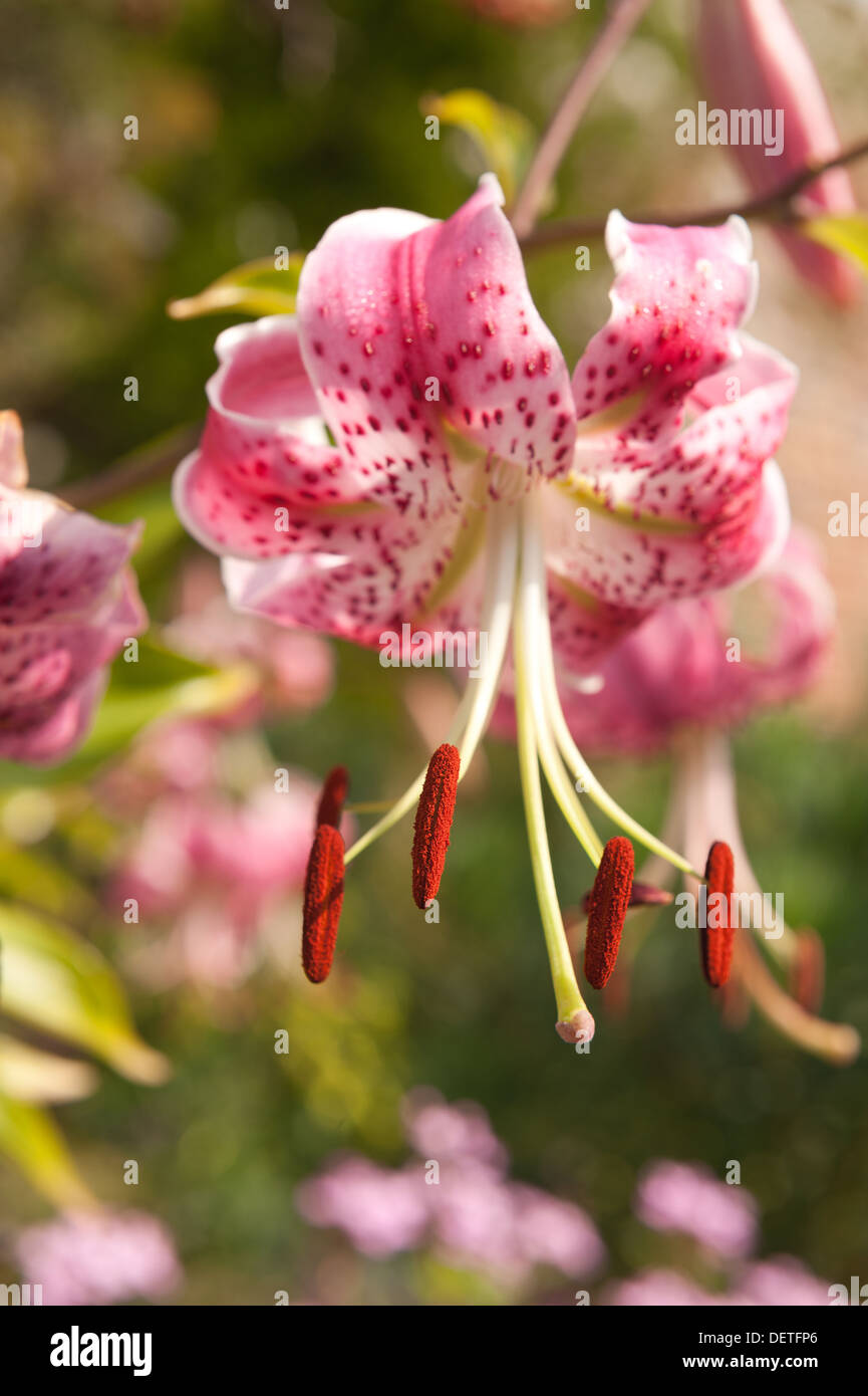 Summer blooming pink lily flowers in dappled sunshine Stock Photo Alamy