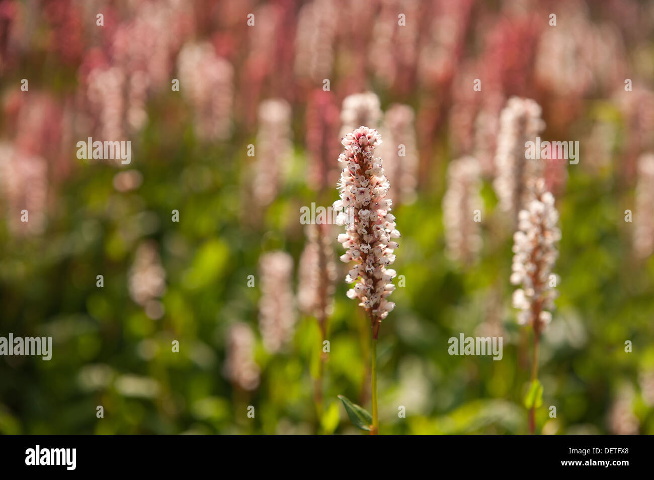 Pink red  white blooms of Persicaria Affinis fleece flower Himalayan Knotweed contrast with green leaves Stock Photo