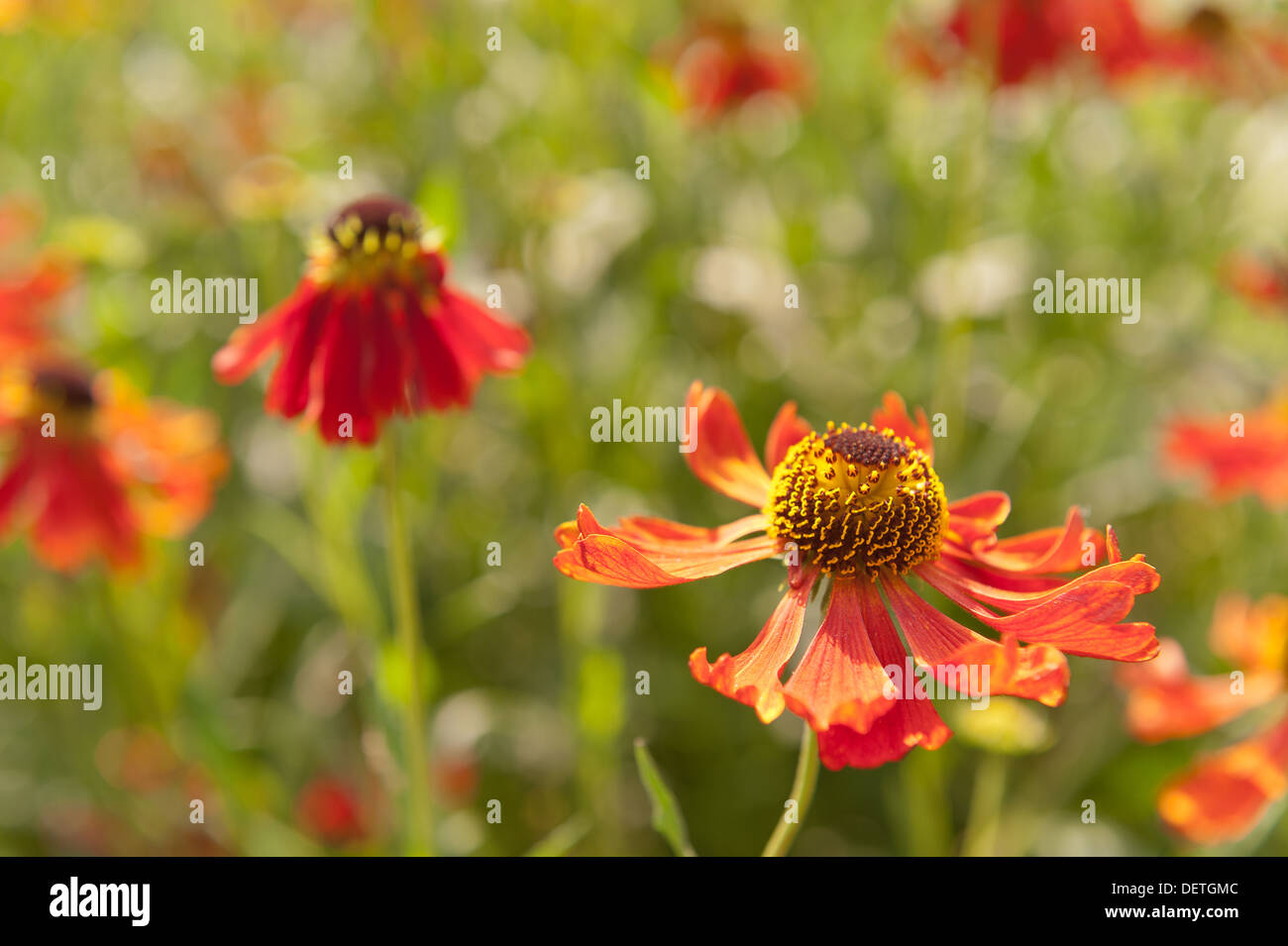 Brilliant shades of red Helenium moerheim beauty or sneezeweed flower Stock Photo