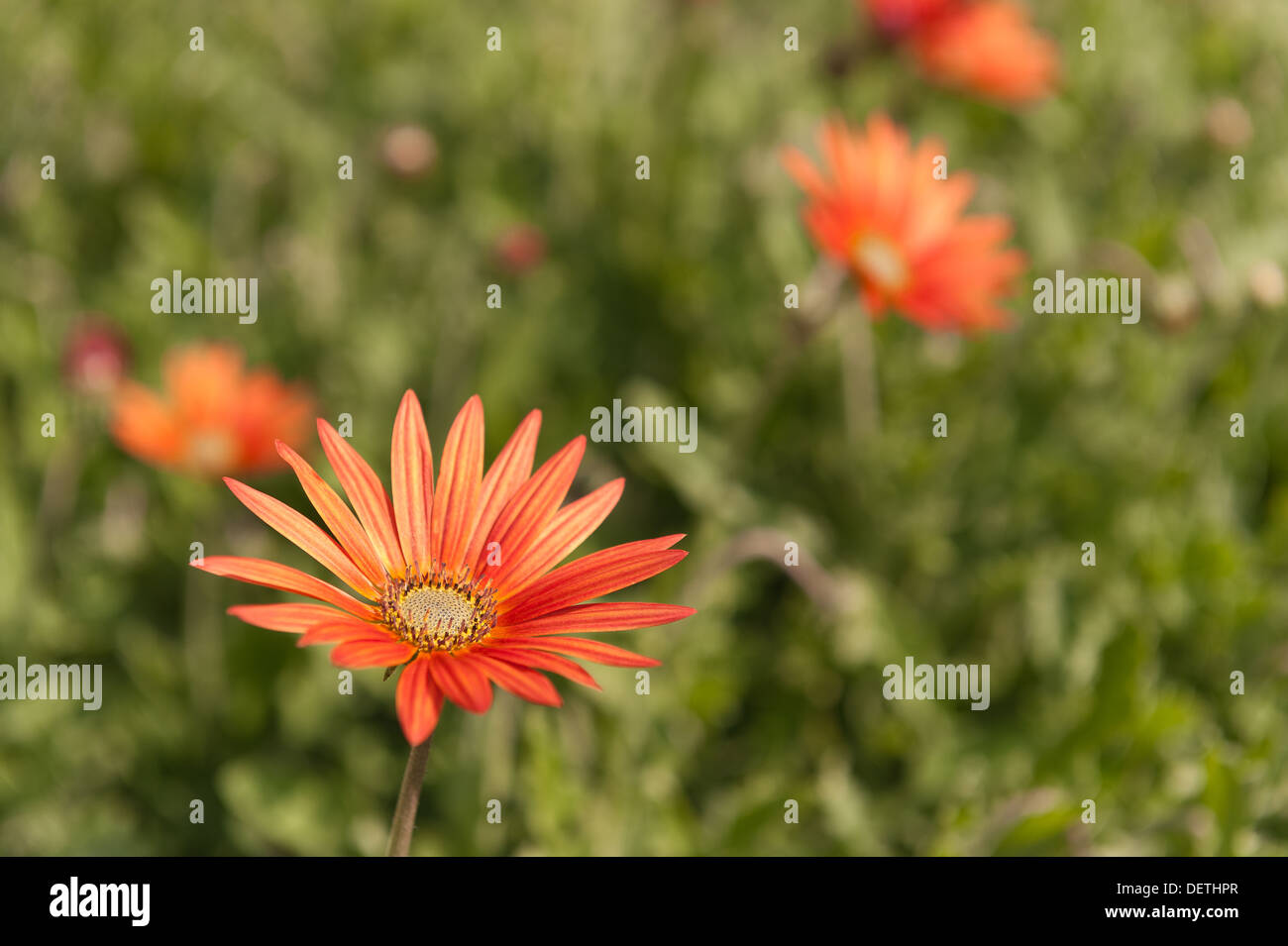 Arctotis x hybrida flame African daisy bright colour and sunshine Stock Photo