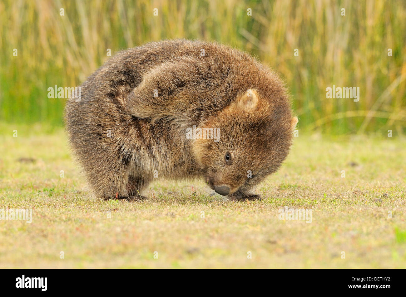 Common Wombat Vombatus ursinus Adult scratching Photographed in Tasmania Stock Photo