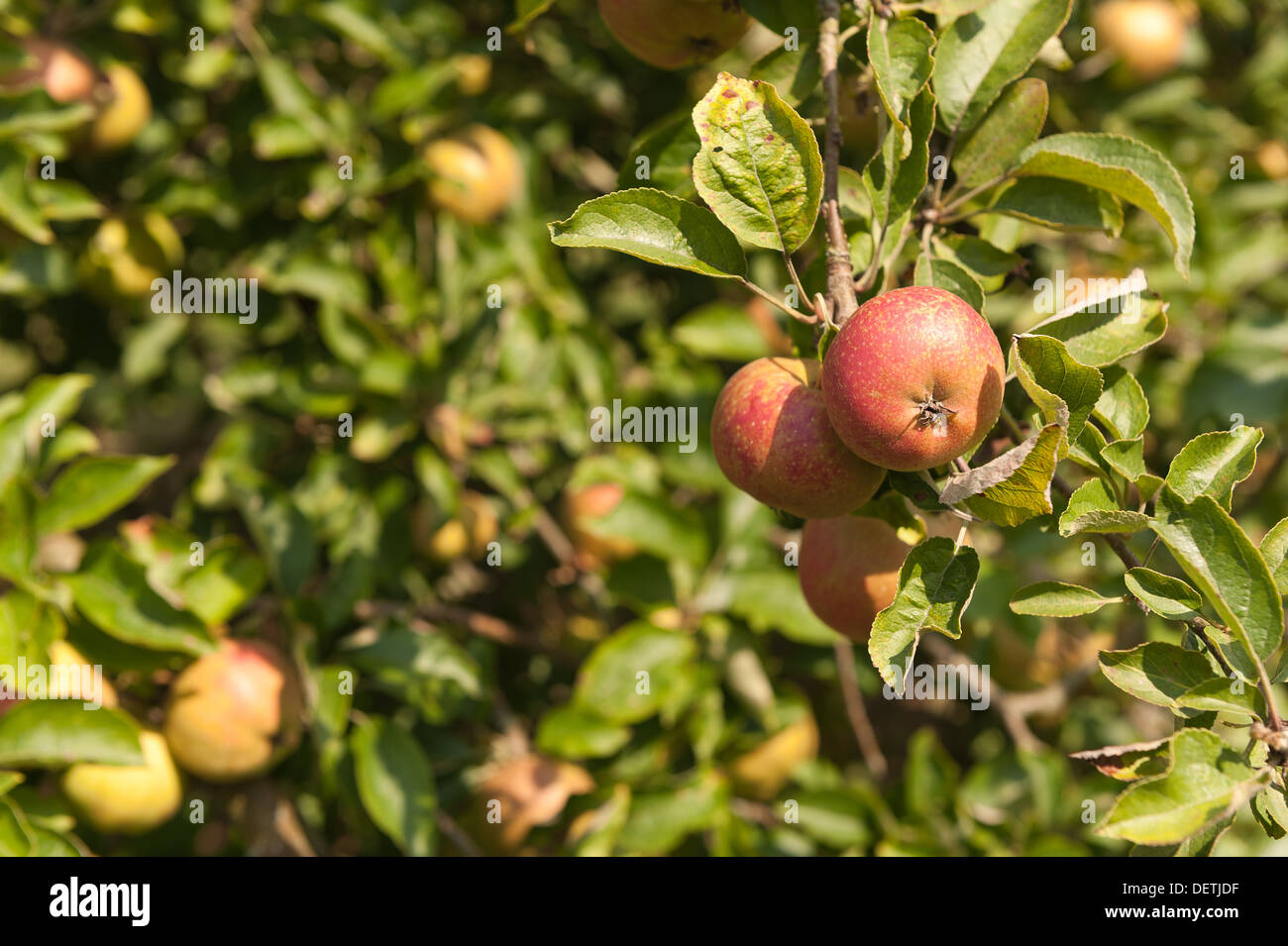 Cultivated Malus Cornish ripening apple ready to be harvested for