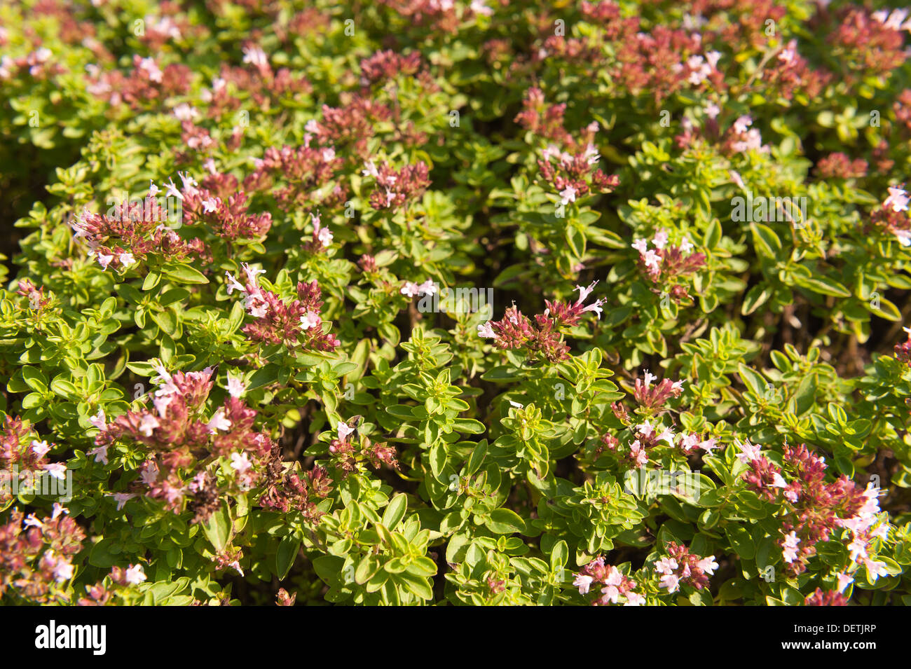 Dwarf oregano blooming profusely with large clusters of small pink flowers in summer Stock Photo