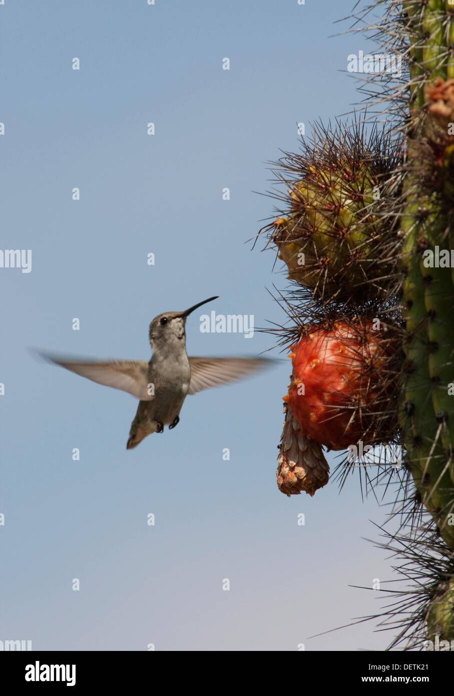 Anna´s hummingbird Calypte anna eating, ArizonaSonora Desert Museum