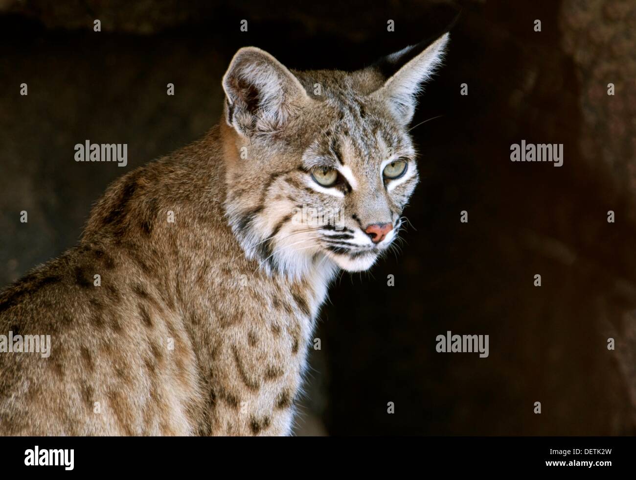 Bobcat Lynx rufus, ArizonaSonora Desert Museum, Tucson, Arizona, USA