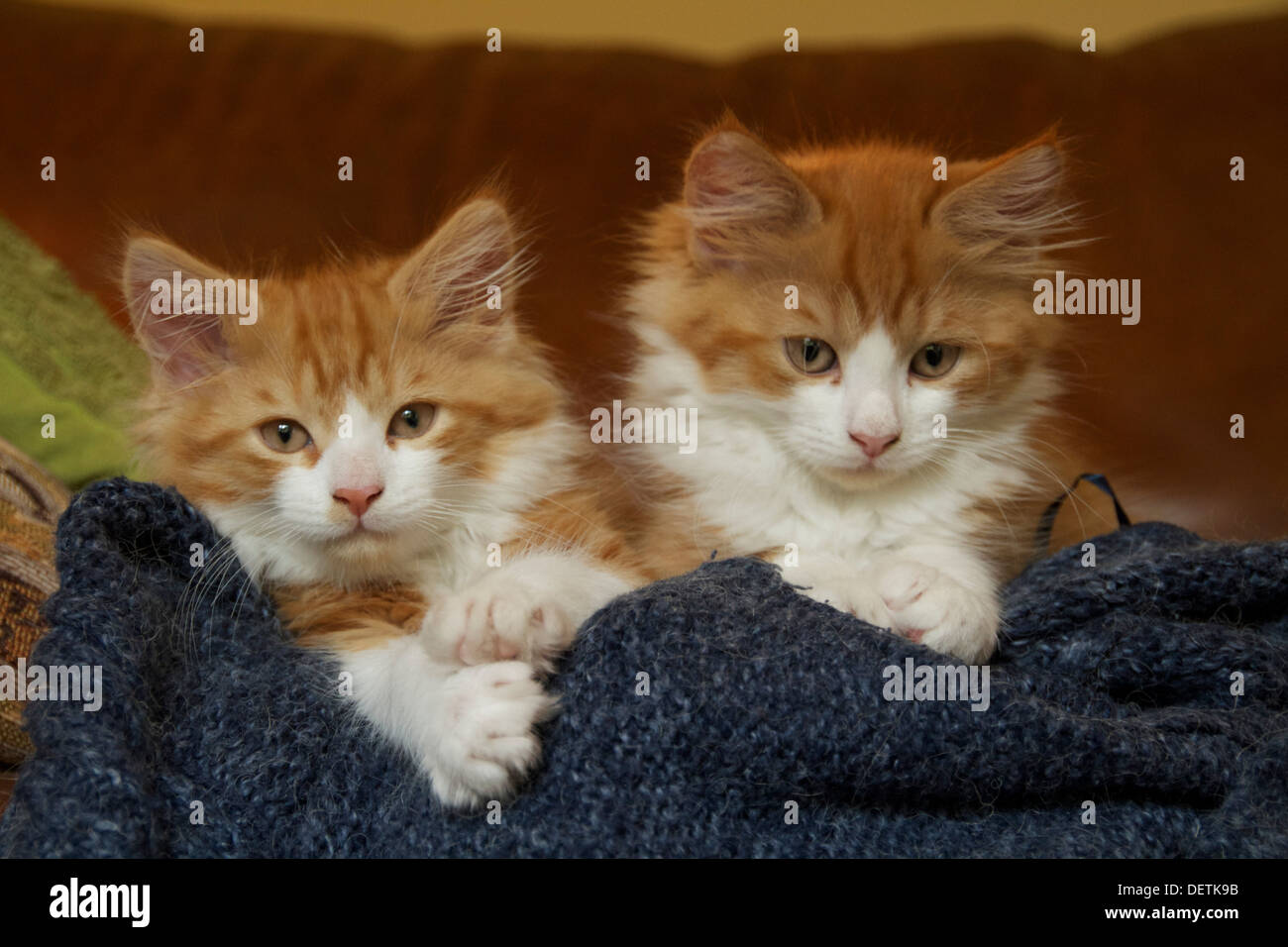 Two, cute and fluffy ginger and white kittens Stock Photo