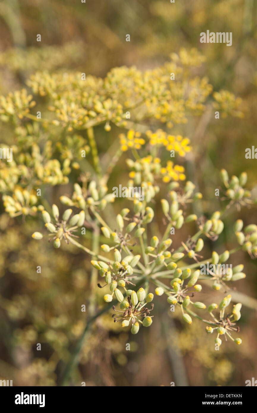 Fennel flower head with seeds developing on branching stems foreground