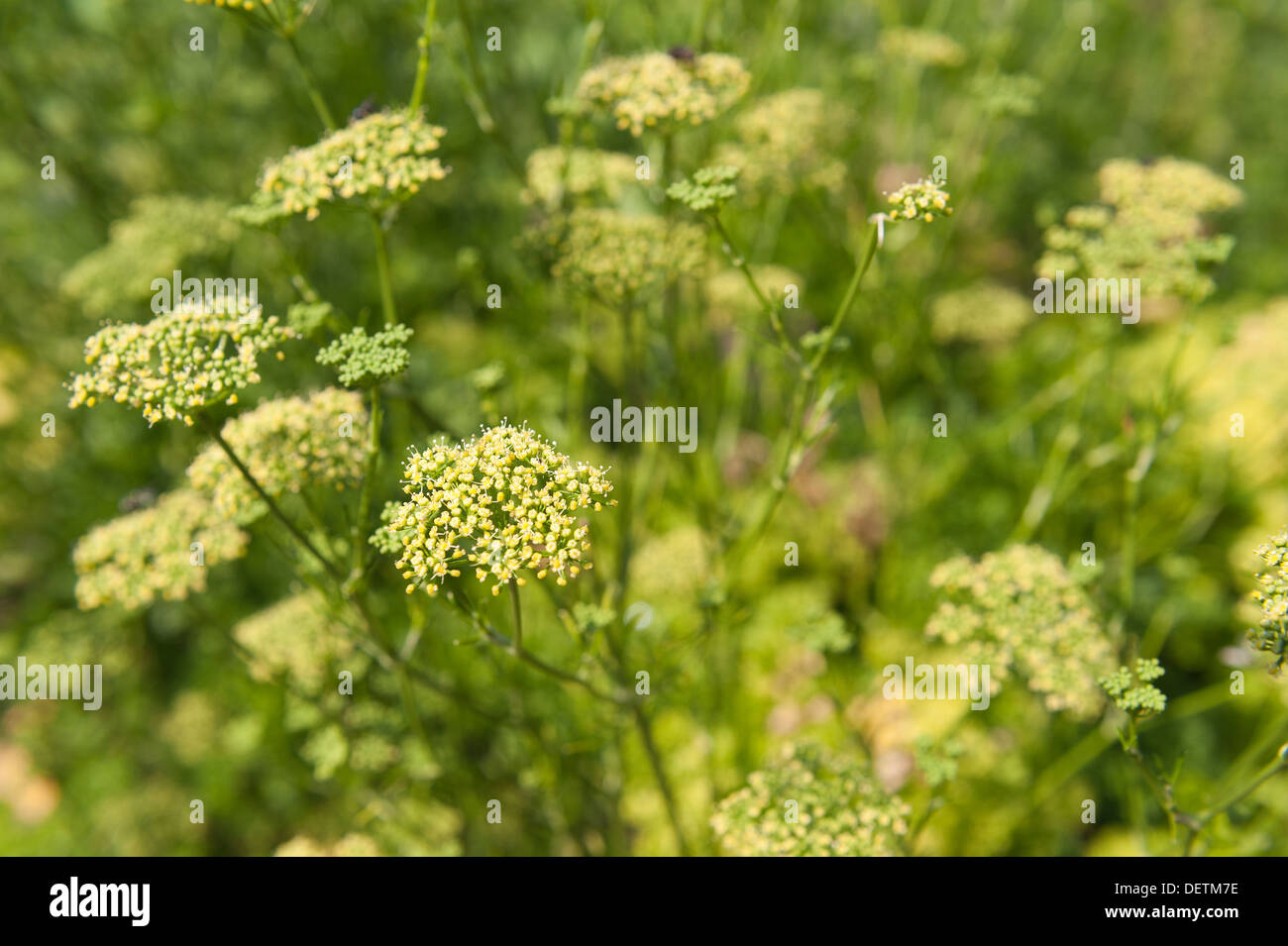 Garden Parsley plant going to seed branching stems flower heads in herb