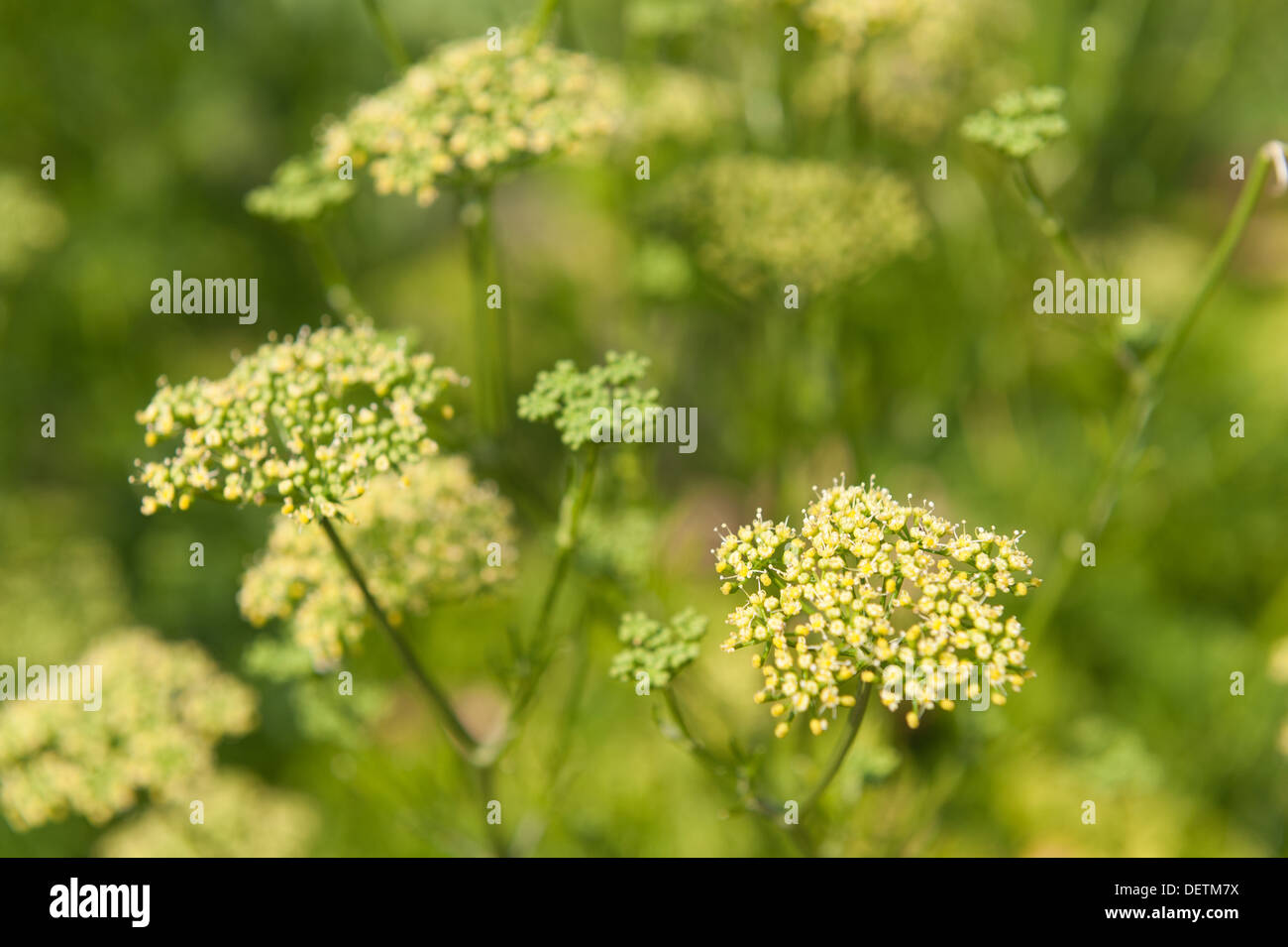 Garden Parsley plant going to seed branching stems flower heads in herb