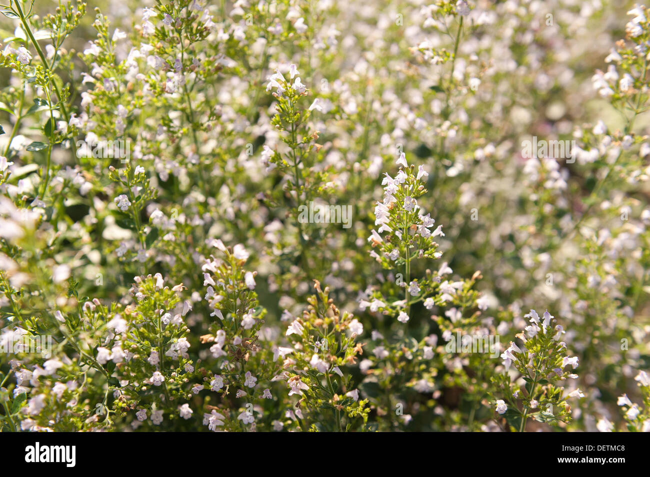 Lesser Calamint as a beautiful perennial shrub for the herbal border with a compact mound of shiny green oregano-like leaves Stock Photo