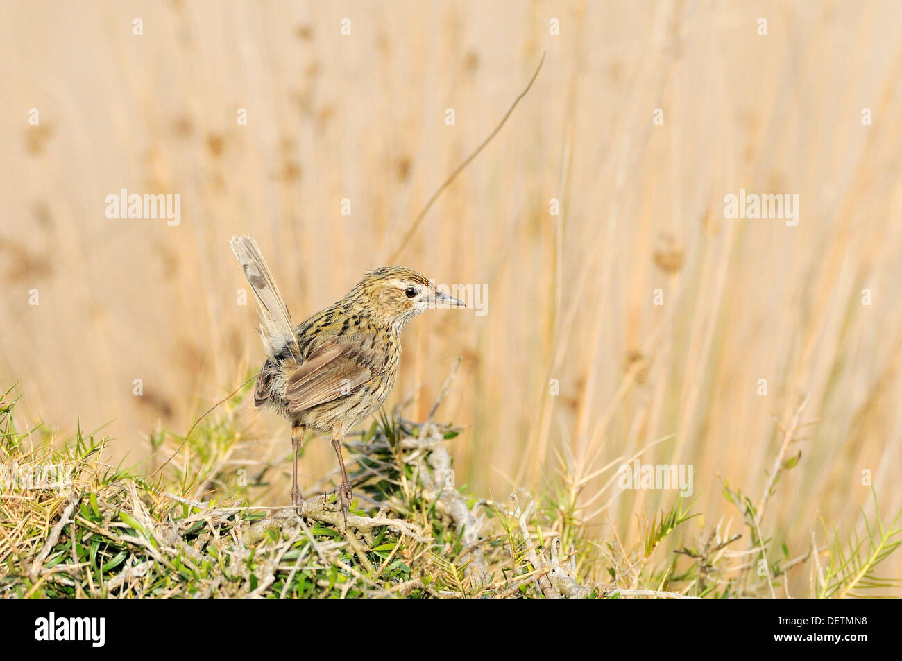 Striated Fieldwren Calamanthus fuliginosus Photographed in Tasmania, Australia Stock Photo