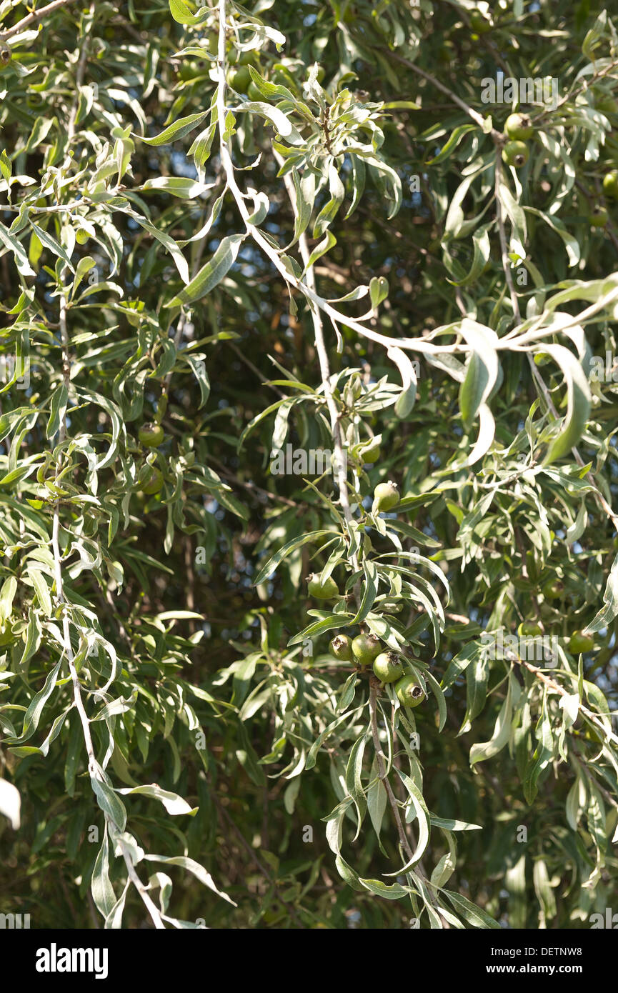 Pyrus salicifolia willow leaved pear with silvery elongated slender  leaves and fruit Stock Photo