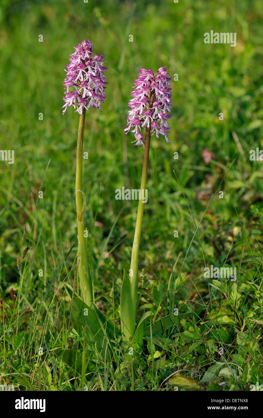 Lady x Monkey Orchid Hybrid - Orchis purpurea x simia Two flowers Stock Photo