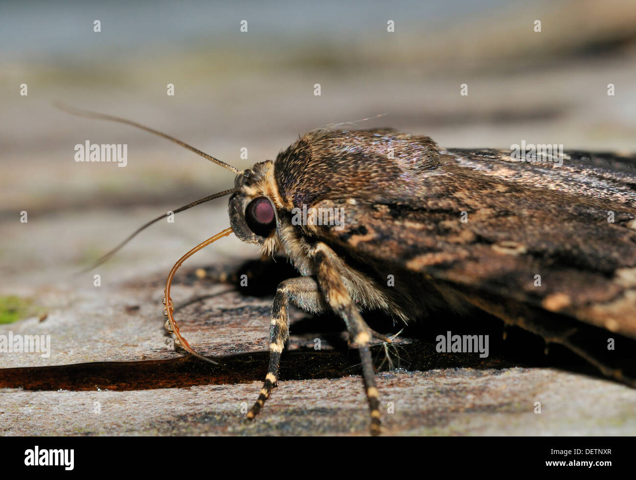 Copper Underwing Moth - Amphipyra pyramidea Feeding on sugar bait showing Proboscis Stock Photo