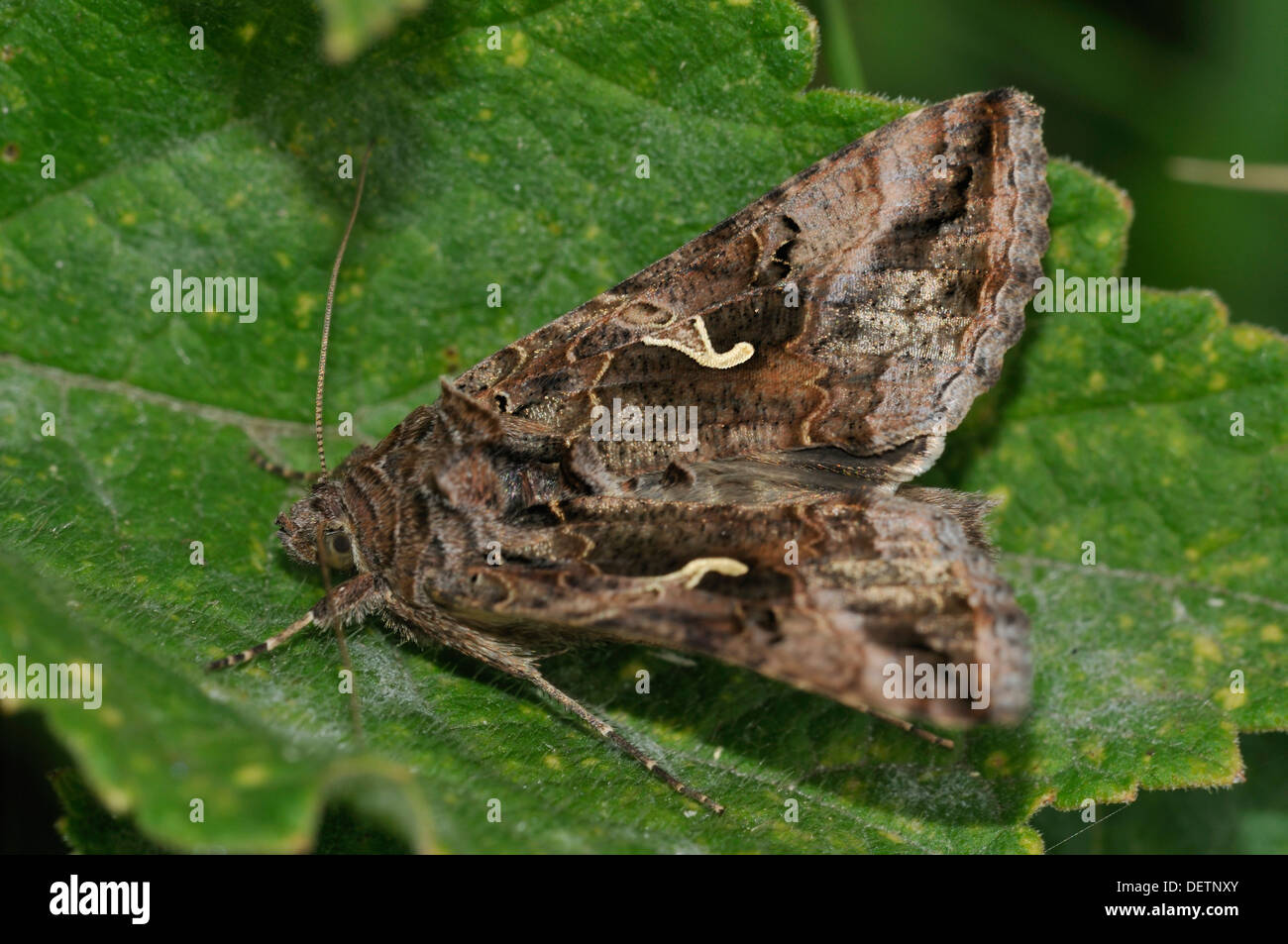 Silver Y Moth - Autographa gamma Stock Photo - Alamy