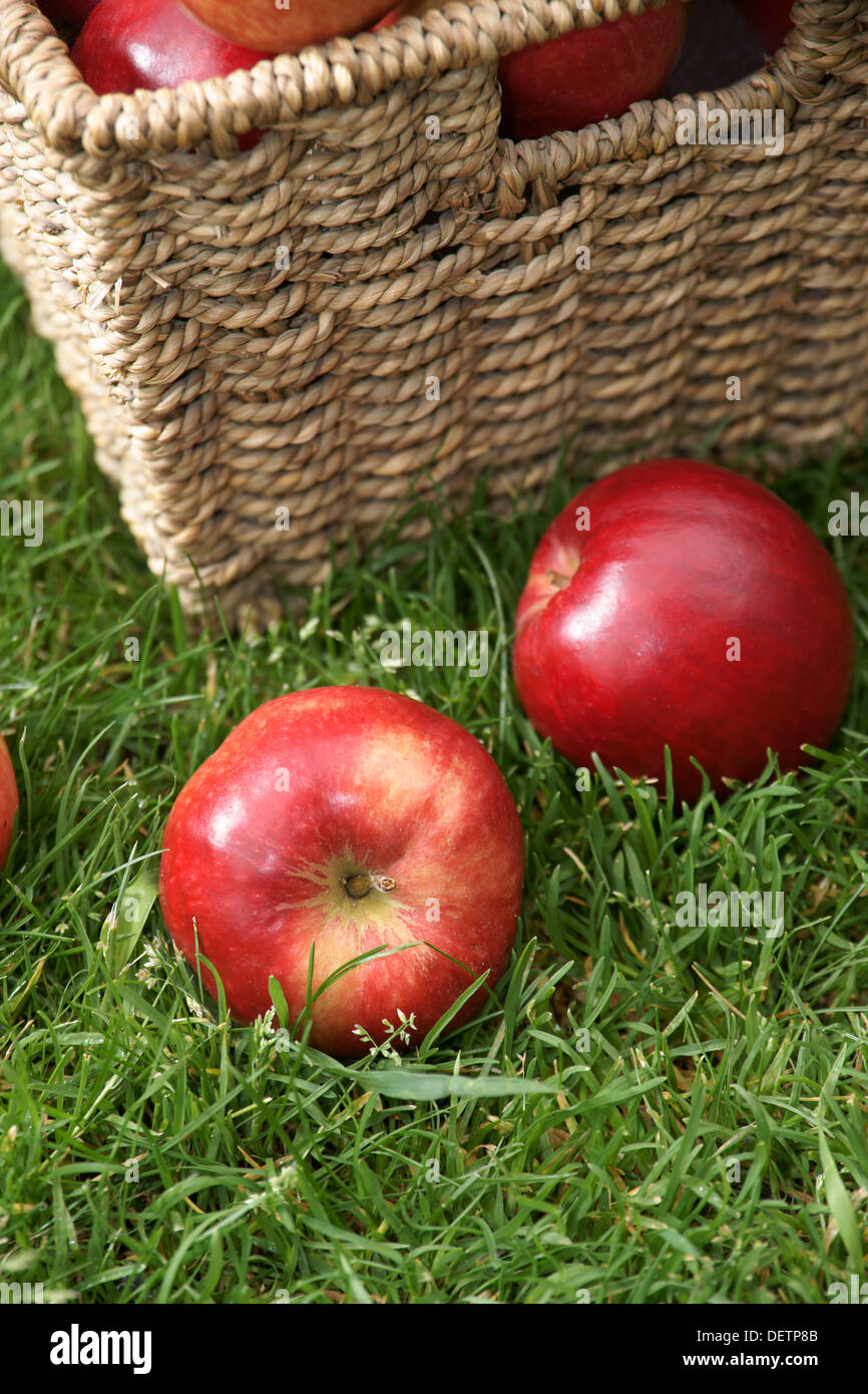 Red shiny Discovery apples freshly harvested Stock Photo