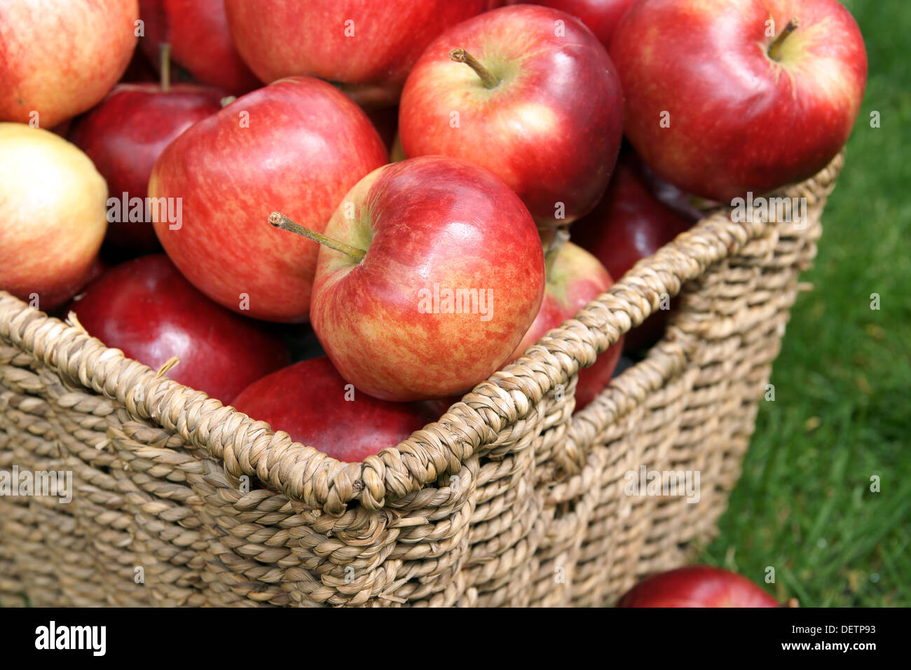 Red shiny Discovery apples freshly harvested Stock Photo