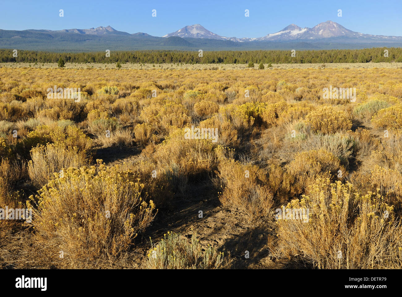Landscape sagebrush artemisa tridentata hires stock photography and